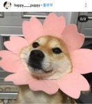 꽃개