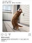 낭만 고양이