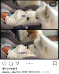 강아지들