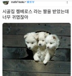 시고르자브르종