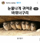 바위너구리