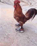 신발 신은 닭