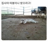 따봉