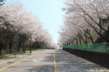 부산 황령산 벚꽃길, 부산벚꽃명소