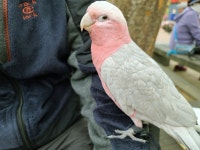 앵무새가 주인과 자전거 여행을? [세상에 이런일이, 동물농장에 나가야해]