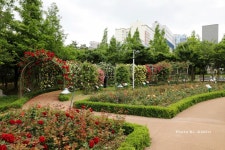 정관 윗골공원에서 만난 장미정원