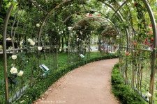 정관 윗골공원에서 만난 장미정원