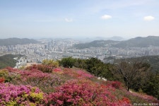 부산 백양산 애진봉 철쭉, 초보자도 쉽게 백양산 등산코스