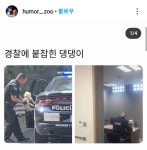 경철에잡힘