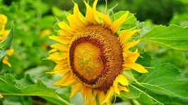 서울 근교 드라이브 코스 미사리 조정경기장 해바라기(미사리 경정공원)