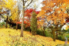 만추의 아름다운 모습