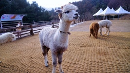 설날 여행 강원도 홍천 알파카월드