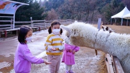 설날 여행 강원도 홍천 알파카월드
