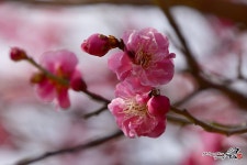 언제나 봄은 희망의 향기여라!