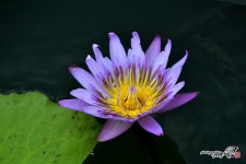 언제나 봄은 희망의 향기여라!