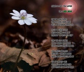 숲속의 예쁜 요정 노루귀!