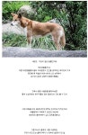 캣맘은 있어도 도그맘은 없는 이유