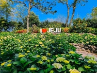제주 휴애리 수국축제