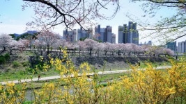 경기도 주말 나들이 하남 미사 경정공원 벚꽃 꽃구경 5곳