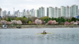 경기도 주말 나들이 하남 미사 경정공원 벚꽃 꽃구경 5곳
