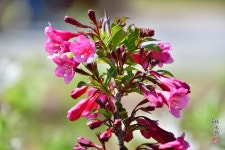 초여름에 만나는 들꽃향기