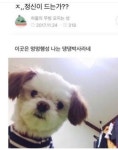 댕댕박사