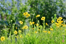 초록색 들판 야생화 꽃동산