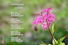 초록빛 6월의 꽃향기