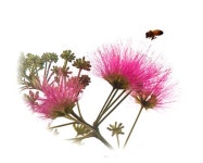 아름다운 자귀나무 꽃!