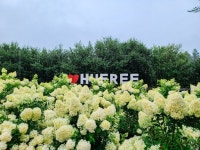 비오는날에도 참 좋은 휴애리 유럽수국~