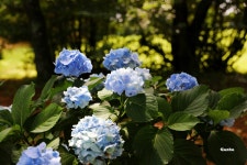 제주여행, 봄그리고가을리조트 조식 / 제주 혼인지 / 제주민속촌 / 보말칼제비 / 롯데호텔 제주 / 쌍둥이횟집