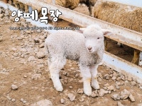 제주 애월양떼목장