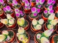 제주 휴애리 매화축제 시작 지금부터 예쁨주의!!