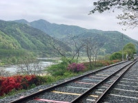 전남 여행 곡성 가볼만한곳 섬진강 기차마을. 레일바이크. 세계장미축제.장미공원