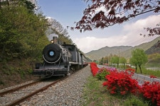 전남 여행 곡성 가볼만한곳 섬진강 기차마을. 레일바이크. 세계장미축제.장미공원