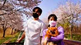 벚꽃 엔딩, 서울 근교 여행 하남 미사 한강 공원 당정뜰 자전거 여행 코스