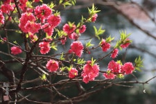 복사꽃