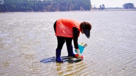 태안 갯벌체험 펜션 진산리 어촌계 갯벌체험장,갯벌체험 준비물