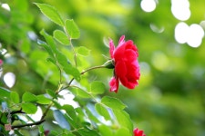 초록 숲 사랑의 붉은 장미