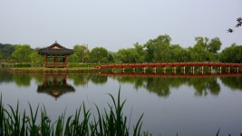 연꽃 피는 시기-여름축제 부여 서동연꽃축제 궁남지 국내 연꽃명소