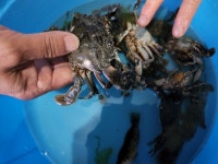 보령 섬여행 원산도 펜션 서해 해루질 체험 바다 낚시 펜션 산수장 민박 후기