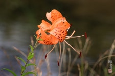 나리 나리 그대는 참나리꽃