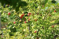 아름다운 가을빛 결실