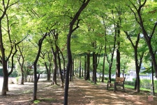 아직은 초록 숲