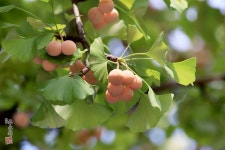 은행나무 가로수길 조심