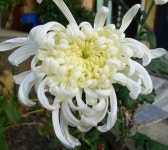 시절 인연이 묘한 감정을 자극합니다.