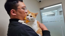 귀여운 고양이 동물병원 예방 접종 주사 맞기 전 반응