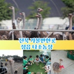 전북 아이와 가볼만한곳 정읍 행복한 타조농장체험