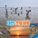 태안 갯벌체험 시간 펜션 태안숙소 진산리갯벌체험장 서해 맛조개 추천