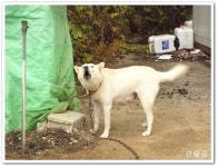 호남문가든(전주시/월드컵경기장)...전주비빔밥 ...